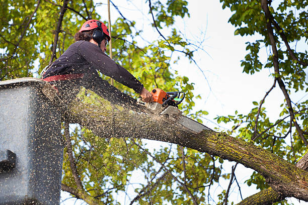 Best Tree Root Removal  in Monroe, UT